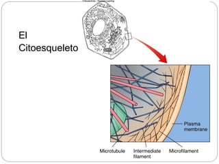 El
Citoesqueleto
 