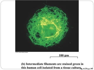 Fig. 4-27b, p. 101
(b) Intermediate filaments are stained green in
this human cell isolated from a tissue culture.
100 μm
 