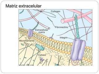 Matriz extracelular
 