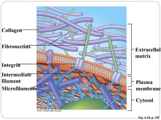 Fig. 4-28, p. 102
Plasma
membrane
Collagen
Fibronectins
Integrin
Intermediate
filament
Microfilaments
Extracellula
matrix
Cytosol
 