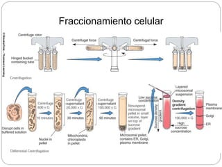 Fraccionamiento celular
 