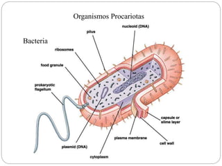 Bacteria
Organismos Procariotas
 
