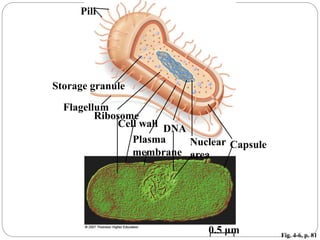 Fig. 4-6, p. 81
Plasma
membrane
0.5 μm
Pili
Storage granule
Flagellum
Ribosome
Cell wall
CapsuleNuclear
area
DNA
 