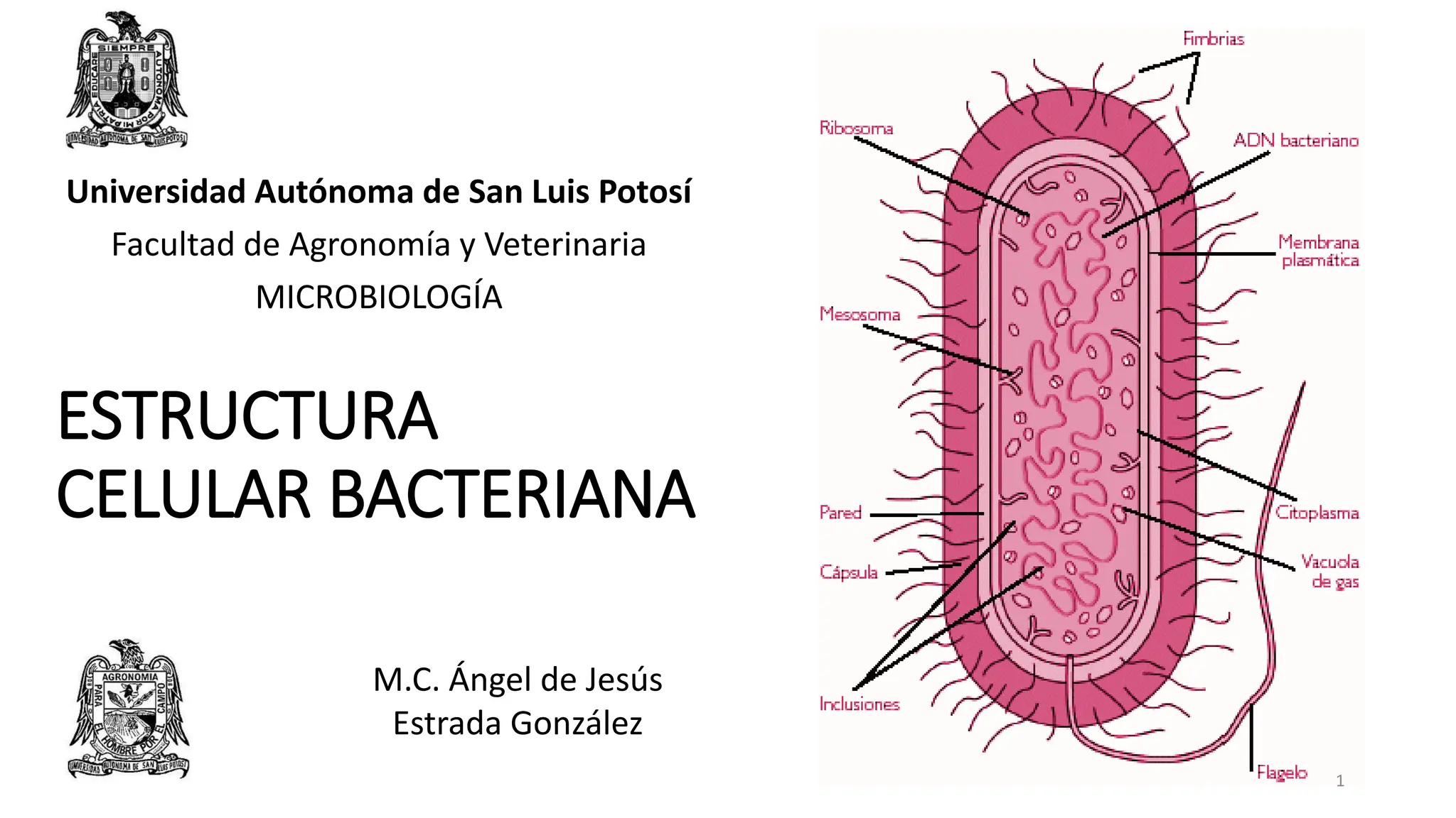 Estructura Celular Bacteriana microbiología | PDF