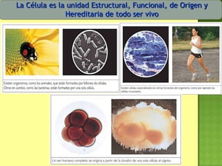 La Célula es la unidad Estructural, Funcional, de Origen y
Hereditaria de todo ser vivo
 
