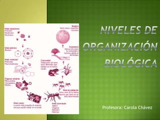 Profesora: Carola Chávez
 