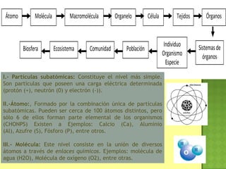 Átomo Organelo Célula
Población
Individuo
Organismo
Especie
Sistemasde
órganos
Tejidos ÓrganosMacromoléculaMolécula
ComunidadEcosistemaBiosfera
I.- Partículas subatómicas: Constituye el nivel más simple.
Son partículas que poseen una carga eléctrica determinada
(protón (+), neutrón (0) y electrón (-)).
II.-Átomo:, Formado por la combinación única de partículas
subatómicas. Pueden ser cerca de 100 átomos distintos, pero
sólo 6 de ellos forman parte elemental de los organismos
(CHONPS) Existen a Ejemplos: Calcio (Ca), Aluminio
(Al), Azufre (S), Fósforo (P), entre otros.
III.- Molécula: Este nivel consiste en la unión de diversos
átomos a través de enlaces químicos. Ejemplos: molécula de
agua (H2O), Molécula de oxígeno (O2), entre otras.
 