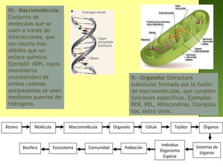 Átomo Organelo Célula
Población
Individuo
Organismo
Especie
Sistemas de
órganos
Tejidos ÓrganosMacromoléculaMolécula
ComunidadEcosistemaBiosfera
IV.- Macromolécula:
Conjunto de
moléculas que se
unen a través de
interacciones, que
son mucho más
débiles que un
enlace químico.
Ejemplo: ADN, cuyos
monómeros
(nucleótidos) de
ambas cadenas
antiparalelas se unen
mediante puentes de
hidrógeno.
V.- Organelo: Estructura
subcelular formada por la fusión
de macromoléculas, que cumplen
funciones específicas. Ejemplos:
RER, REL, Mitocondrias, Cloroplas
tos, entre otros.
 
