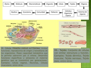 VI.- Célula: PRIMERA UNIDAD AUTÓNOMA: Unidad
funcional, reproductiva de origen y hereditaria de
los organismos. Posee capacidad metabólica que
le permite sobrevivir por sí misma. Desarrolla
funciones específicas y almacena el material
genético que se transmitirá por generaciones.
Ejemplos: Célula vegetal, Neuronas, Células
musculares, entre otras.
Átomo Organelo Célula
Población
Individuo
Organismo
Especie
Sistemas de
órganos
Tejidos ÓrganosMacromoléculaMolécula
ComunidadEcosistemaBiosfera
VII.- Tejido: Conjunto de células
con similar estructura y función.
Ejemplos: Tejido dérmico, Tejido
muscular, Tejido nervioso, Tejido
óseo, entre otros.
 
