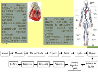 Átomo Organelo Célula
Población
Individuo
Organismo
Especie
Sistemas de
órganos
Tejidos ÓrganosMacromoléculaMolécula
ComunidadEcosistemaBiosfera
VIII.- Órganos:
Conjunto de tejidos
de similar función y
estructura que
conforman un
complejo, que
adquiere propiedades
y función
determinada dentro
del individuo.
Ejemplos:
Corazón, Huesos, Estó
mago, Cerebro, entre
otros.
IX.- Sistemas de
órganos: Conjunto de
órganos de estructura y
función distinta y/o
similar. Ejemplos:
Sistema
Cardiovascular, Sistema
respiratorio, Sistema
Digestivo, entre otros.
 