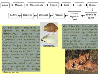 Átomo Organelo Célula
Población
Individuo
Organismo
Especie
Sistemas de
órganos
Tejidos ÓrganosMacromoléculaMolécula
ComunidadEcosistemaBiosfera
X.- Individuo – Organismo –
Especie: SEGUNDA UNIDAD
AUTÓNOMA. Conjunto de
sistemas que trabajan de manera
coordinada para mantener la
supervivencia de un individuo.
Especie: Conjunto de individuos
que es capaz de reproducirse y
dejar descendencia fértil para
perpetuarse en el tiempo, sólo
pueden reproducirse entre
ellos, manteniéndose
sexualmente aislados de otros
que no poseen el mismo
cariotipo. Ejemplos: Cholga
(Aulacomya ater).
XI.- Población: Conjunto de
organismo de la misma especie
que viven en un lugar y tiempo
determinado, estableciendo
entre ellos interacciones
intraespecíficas como
competencia por alimento.
Ejemplo: Población de leones.
 