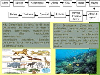 Átomo Organelo Célula
Población
Individuo
Organismo
Especie
Sistemas de
órganos
Tejidos ÓrganosMacromoléculaMolécula
ComunidadEcosistemaBiosfera
XII.- Comunidad: Conjunto de distintas
poblaciones que viven en un lugar y
tiempo determinado, estableciendo
entre ellos interacciones
interespecíficas como
depredación, parasitismo. Ejemplo:
Comunidad de carnívora y herbívora de
la Sabana africana.
XIII.- Ecosistema: (Comunidad +
ambiente), conjunto poblaciones y el
medio abiótico en el que se
desenvuelven estableciendo
relaciones entre sí. Los organismos de
este nivel establecen adaptaciones
con el medio. Ejemplo: Ecosistema
Marino.
 