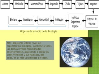 XIV.- Biósfera: Último nivel de
organización biológica, contiene a todos
los demás niveles mencionados
anteriormente, abarcando a todos los
seres vivientes y sus hábitats, por
ende, es el más voluminoso de todos.
Átomo Organelo Célula
Población
Individuo
Organismo
Especie
Sistemasde
órganos
Tejidos ÓrganosMacromoléculaMolécula
ComunidadEcosistemaBiosfera
Objetos de estudio de la Ecología
 