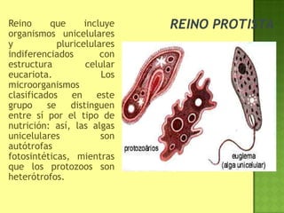 Reino que incluye
organismos unicelulares
y pluricelulares
indiferenciados con
estructura celular
eucariota. Los
microorganismos
clasificados en este
grupo se distinguen
entre sí por el tipo de
nutrición: así, las algas
unicelulares son
autótrofas
fotosintéticas, mientras
que los protozoos son
heterótrofos.
 