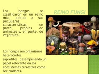 Los hongos se
clasificaron en un reino
más, debido a sus
peculiares
características, en
parte, propias de
animales y, en parte, de
vegetales.
Los hongos son organismos
heterótrofos
saprófitos, desempeñando un
papel relevante en los
ecosistemas terrestres como
recicladores.
 