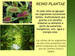 Las células de los organismos
de este reino presentan una
pared compuesta de celulosa
que les confiere forma y
rigidez.
En este reino se agrupan
los organismos eucariontes
sésiles, multicelulares que
gracias a la clorofila
elaboran su alimento a
partir de sustancias
inorgánicas, aire, agua y
energía solar.
 