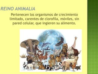 Pertenecen los organismos de crecimiento
limitado, carentes de clorofila, móviles, sin
pared celular, que ingieren su alimento.
 