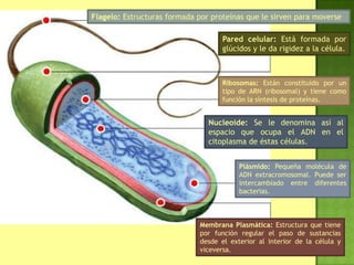 Flagelo: Estructuras formada por proteínas que le sirven para moverse
Ribosomas: Están constituido por un
tipo de ARN (ribosomal) y tiene como
función la síntesis de proteínas.
Nucleoide: Se le denomina así al
espacio que ocupa el ADN en el
citoplasma de éstas células.
Pared celular: Está formada por
glúcidos y le da rigidez a la célula.
Plásmido: Pequeña molécula de
ADN extracromosomal. Puede ser
intercambiado entre diferentes
bacterias.
Membrana Plasmática: Estructura que tiene
por función regular el paso de sustancias
desde el exterior al interior de la célula y
viceversa.
 