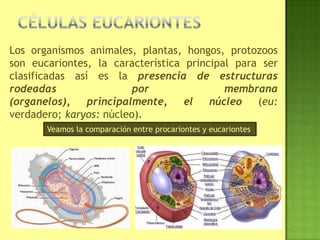 Los organismos animales, plantas, hongos, protozoos
son eucariontes, la característica principal para ser
clasificadas así es la presencia de estructuras
rodeadas por membrana
(organelos), principalmente, el núcleo (eu:
verdadero; karyos: núcleo).
Veamos la comparación entre procariontes y eucariontes
 
