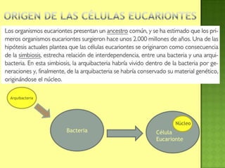 Bacteria Célula
Eucarionte
Arquibacteria
Núcleo
 