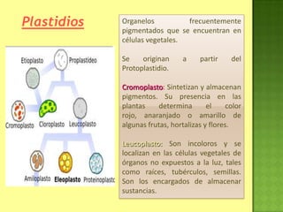 Plastidios Organelos frecuentemente
pigmentados que se encuentran en
células vegetales.
Se originan a partir del
Protoplastidio.
Cromoplasto: Sintetizan y almacenan
pigmentos. Su presencia en las
plantas determina el color
rojo, anaranjado o amarillo de
algunas frutas, hortalizas y flores.
Leucoplasto: Son incoloros y se
localizan en las células vegetales de
órganos no expuestos a la luz, tales
como raíces, tubérculos, semillas.
Son los encargados de almacenar
sustancias.
 