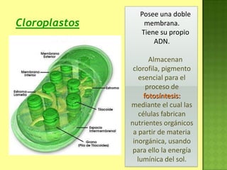 Posee una doble
membrana.
Tiene su propio
ADN.
Almacenan
clorofila, pigmento
esencial para el
proceso de
fotosíntesis:
mediante el cual las
células fabrican
nutrientes orgánicos
a partir de materia
inorgánica, usando
para ello la energía
lumínica del sol.
Cloroplastos
 
