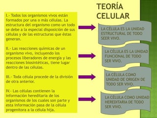 I.- Todos los organismos vivos están
formados por una o más células. La
estructura del organismo como un todo
se debe a la especial disposición de sus
células y de las estructuras que éstas
generan.
II.- Las reacciones químicas de un
organismo vivo, incluyendo los
procesos liberadores de energía y las
reacciones biosintéticas, tiene lugar
dentro de las células.
III.- Toda célula procede de la división
de otra anterior.
IV.- Las células contienen la
información hereditaria de los
organismos de los cuales son parte y
esta información pasa de la célula
progenitora a la célula hija.
LA CÉLULA COMO UNIDAD
HEREDITARIA DE TODO
SER VIVO.
LA CÉLULA COMO
UNIDAD DE ORIGEN DE
TODO SER VIVO.
LA CÉLULA ES LA UNIDAD
FUNCIONAL DE TODO
SER VIVO.
LA CÉLULA ES LA UNIDAD
ESTRUCTURAL DE TODO
SEER VIVO.
 