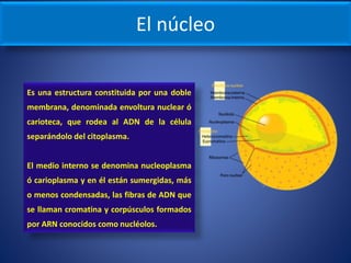 Estructura célular | PPTX