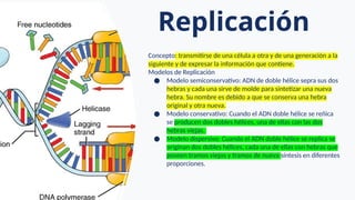 Replicación
Concepto: transmitirse de una célula a otra y de una generación a la
siguiente y de expresar la información que contiene.
Modelos de Replicación
● Modelo semiconservativo: ADN de doble hélice sepra sus dos
hebras y cada una sirve de molde para sintetizar una nueva
hebra. Su nombre es debido a que se conserva una hebra
original y otra nueva.
● Modelo conservativo: Cuando el ADN doble hélice se reñica
se producen dos dobles hélices, una de ellas con las dos
hebras viejas.
● Modelo dispersivo: Cuando el ADN doble hélice se replica se
originan dos dobles hélices, cada una de ellas con hebras que
poseen tramos viejos y tramos de nueva síntesis en diferentes
proporciones.
 
