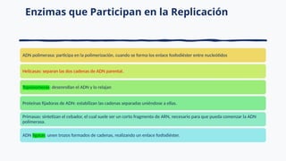 Enzimas que Participan en la Replicación
ADN polimerasa: participa en la polimerización, cuando se forma los enlace fosfodiéster entre nucleótidos
Helicasas: separan las dos cadenas de ADN parental.
Topoisomeras: desenrollan el ADN y lo relajan
Proteínas fijadoras de ADN: estabilizan las cadenas separadas uniéndose a ellas.
Primasas: sintetizan el cebador, el cual suele ser un corto fragmento de ARN, necesario para que pueda comenzar la ADN
polimerasa.
ADN ligasas: unen trozos formados de cadenas, realizando un enlace fosfodiéster.
 