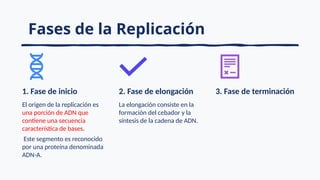 Fases de la Replicación
1. Fase de inicio
El origen de la replicación es
una porción de ADN que
contiene una secuencia
característica de bases.
Este segmento es reconocido
por una proteína denominada
ADN-A.
2. Fase de elongación
La elongación consiste en la
formación del cebador y la
síntesis de la cadena de ADN.
3. Fase de terminación
 