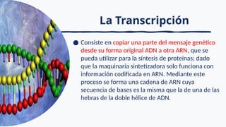 La Transcripción
● Consiste en copiar una parte del mensaje genético
desde su forma original ADN a otra ARN, que se
pueda utilizar para la síntesis de proteinas; dado
que la maquinaria sintetizadora solo funciona con
información codificada en ARN. Mediante este
proceso se forma una cadena de ARN cuya
secuencia de bases es la misma que la de una de las
hebras de la doble hélice de ADN.
 