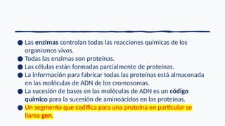 ● Las enzimas controlan todas las reacciones químicas de los
organismos vivos.
● Todas las enzimas son proteínas.
● Las células están formadas parcialmente de proteínas.
● La información para fabricar todas las proteínas está almacenada
en las moléculas de ADN de los cromosomas.
● La sucesión de bases en las moléculas de ADN es un código
químico para la sucesión de aminoácidos en las proteínas.
● Un segmento que codifica para una proteína en particular se
llama gen.
 