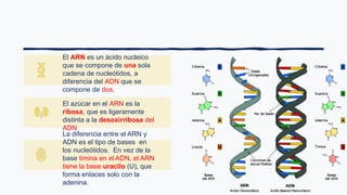 El ARN es un ácido nucleico
que se compone de una sola
cadena de nucleótidos, a
diferencia del ADN que se
compone de dos.
El azúcar en el ARN es la
ribosa, que es ligeramente
distinta a la desoxirribosa del
ADN.
La diferencia entre el ARN y
ADN es el tipo de bases en
los nucleótidos. En vez de la
base timina en el ADN, el ARN
tiene la base uracilo (U), que
forma enlaces solo con la
adenina.
 