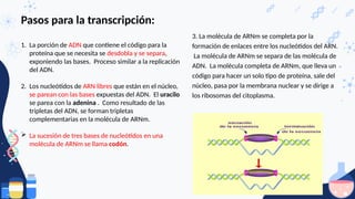 Pasos para la transcripción:
1. La porción de ADN que contiene el código para la
proteína que se necesita se desdobla y se separa,
exponiendo las bases. Proceso similar a la replicación
del ADN.
2. Los nucleótidos de ARN libres que están en el núcleo,
se parean con las bases expuestas del ADN. El uracilo
se parea con la adenina . Como resultado de las
tripletas del ADN, se forman tripletas
complementarias en la molécula de ARNm.
 La sucesión de tres bases de nucleótidos en una
molécula de ARNm se llama codón.
3. La molécula de ARNm se completa por la
formación de enlaces entre los nucleótidos del ARN.
La molécula de ARNm se separa de las molécula de
ADN. La molécula completa de ARNm, que lleva un
código para hacer un solo tipo de proteína, sale del
núcleo, pasa por la membrana nuclear y se dirige a
los ribosomas del citoplasma.
 
