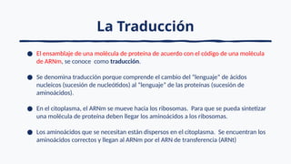 La Traducción
● El ensamblaje de una molécula de proteína de acuerdo con el código de una molécula
de ARNm, se conoce como traducción.
● Se denomina traducción porque comprende el cambio del “lenguaje” de ácidos
nucleicos (sucesión de nucleótidos) al “lenguaje” de las proteínas (sucesión de
aminoácidos).
● En el citoplasma, el ARNm se mueve hacia los ribosomas. Para que se pueda sintetizar
una molécula de proteína deben llegar los aminoácidos a los ribosomas.
● Los aminoácidos que se necesitan están dispersos en el citoplasma. Se encuentran los
aminoácidos correctos y llegan al ARNm por el ARN de transferencia (ARNt)
 