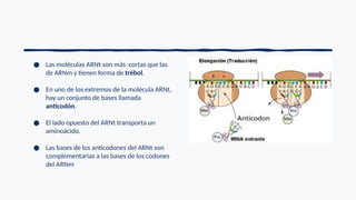 ● Las moléculas ARNt son más cortas que las
de ARNm y tienen forma de trébol.
● En uno de los extremos de la molécula ARNt,
hay un conjunto de bases llamada
anticodón.
● El lado opuesto del ARNt transporta un
aminoácido.
● Las bases de los anticodones del ARNt son
complementarias a las bases de los codones
del ARNm
 