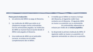 Pasos para la traducción:
1. Un extremo del ARNm se pega al ribosoma.
2. Las moléculas de ARNt que están en el
citoplasma recogen ciertos aminoácidos.
Con los aminoácidos pegados, las moléculas
de ARNt se mueven hacia el punto donde el
ARNm está pegado al ribosoma.
3. Una molécula de ARNt con el anticodón
correcto, se enlaza con el codón
complementario den el ARNm.
4. A medida que el ARNm se mueve a lo largo
del ribosoma, el siguiente codón hace
contacto con el ribosoma. El siguiente ARNt
se mueve a su posición con su aminoácido.
Los aminoácidos adyacentes se
enlazan por medio de un enlace peptídico.
5. Se desprende la primera molécula de ARNt. El
siguiente codón se mueve a su posición y el
siguiente aminoácido se coloca en su posición.
 