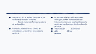 ● Los pasos 3 al 5 se repiten hasta que se ha
traducido el mensaje completo.
De esta manera se forma una cadena
de aminoácidos.
● Como una proteína es una cadena de
aminoácidos, se construye entonces una
proteína.
● En resumen, el ADN codifica para ARN
mensajero, el ARN mensajero lleva la
información necesaria para la síntesis de la
proteína a los ribosomas, donde se hace la
proteína.
● Trasncripción traducción
● ADN ARNm
proteína
 