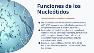 Funciones de los
Nucleótidos
● Los ribonucleótidos derivados de la adenosina (ARP,
ADP, AMP) intervienen en todos los intercambios de
energía metabólica en el interior de la célula.
● En aquellos ribonucleótidos donde el grupo fosfato
establece mas de un enlace de carbono, formando un
anillo, da lugar a ribonucleótidos cíclicos, que
desarrollan importantes funciones de segundo
mensajero. AMPc, GMPc.
● Existen los nucleótidos que forman parte de las
estructura de otras moléculas; coenzimas NAD, FAD,
Coenzima A
 