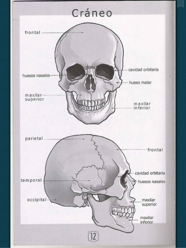 Estructura De Cabeza Y Craneo