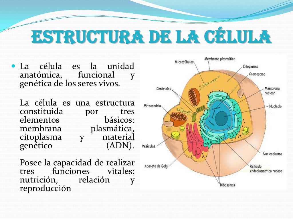 Estructura De La C lula Estructura De La C lula