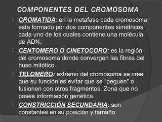 COMPONENTES DEL CROMOSOMA
 CROMATIDA: en la metafase cada cromosoma
  esta formado por dos componentes simétricos
  cada ...
