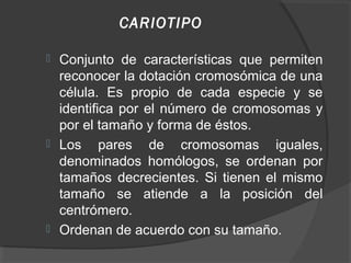 CARIOTIPO

   Conjunto de características que permiten
    reconocer la dotación cromosómica de una
    célula. Es propio...