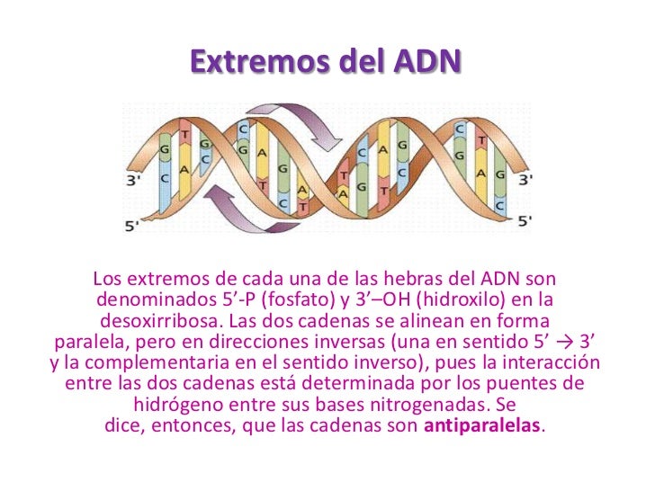Estructura Del ADN