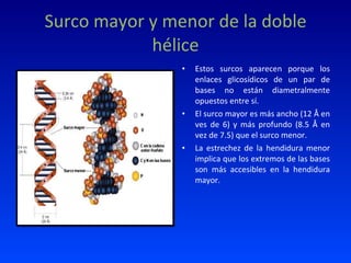 Surco mayor y menor de la doble hélice Estos surcos aparecen porque los enlaces glicosídicos de un par de bases no están diametralmente opuestos entre sí. El surco mayor es más ancho (12 Å en ves de 6) y más profundo (8.5 Å en vez de 7.5) que el surco menor.  La estrechez de la hendidura menor implica que los extremos de las bases son más accesibles en la hendidura mayor. 