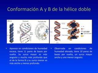 Conformación A y B de la hélice doble Aparece en condiciones de humedad escasa, tiene 11 pares de bases por vuelta. Su surco mayor es más angosto y mucho más profundo que el de la forma B y su surco menor es más ancho y menos profundo. Observada en condiciones de humedad elevada, tiene 10 pares de bases por vuelta, un surco mayor ancho y uno menor angosto. 