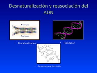 Desnaturalización y reasociación del ADN Desnaturalización Hibridación Temperatura de disociación 