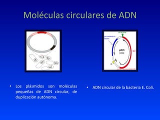 Moléculas circulares de ADN Los plásmidos son moléculas pequeñas de ADN circular, de duplicación autónoma. ADN circular de la bacteria E. Coli. 
