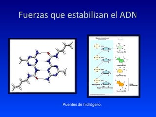 Fuerzas que estabilizan el ADN Puentes de hidrógeno. 
